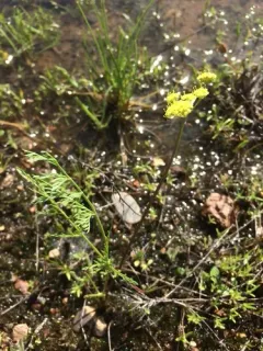 Cook's lomatium thumbnail 4