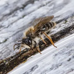 Clark's Mining Bee thumbnail 2