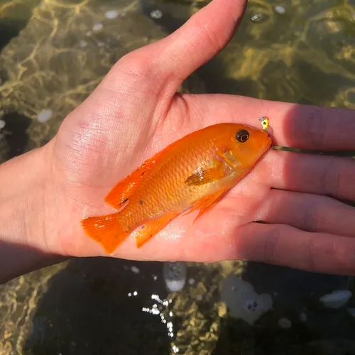 Red Zebra Cichlid