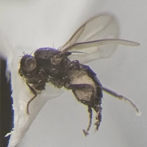 Minilimosina parva