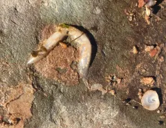 Reddish Variable Sandworm thumbnail 3