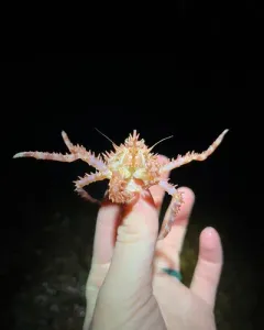 Red King Crab thumbnail 2