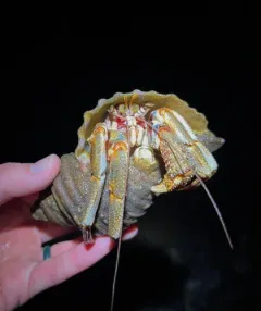 Alaskan Hermit Crab thumbnail 2