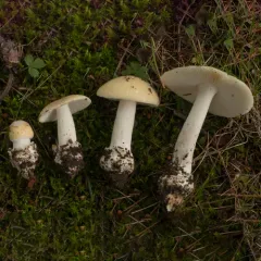 Russula-like Amanita thumbnail 4