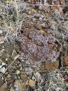 Jasper Squamules thumbnail 4