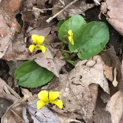 Round-leaved Violet thumbnail 2