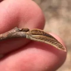 common pawpaw thumbnail 3