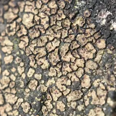 brown cobblestone lichen thumbnail 1