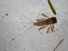 dusky flat-headed mayfly thumbnail 2