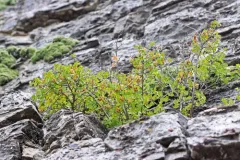 nevada ninebark thumbnail 1