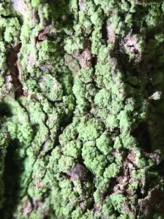 Chaenotheca stemonea thumbnail 4