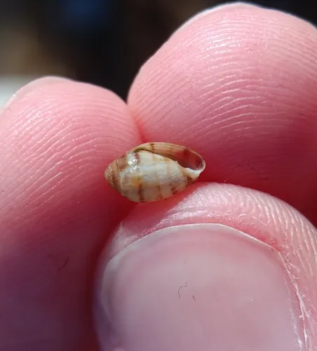 Two-toothed Marsh Snail