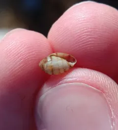 Two-toothed Marsh Snail thumbnail 1