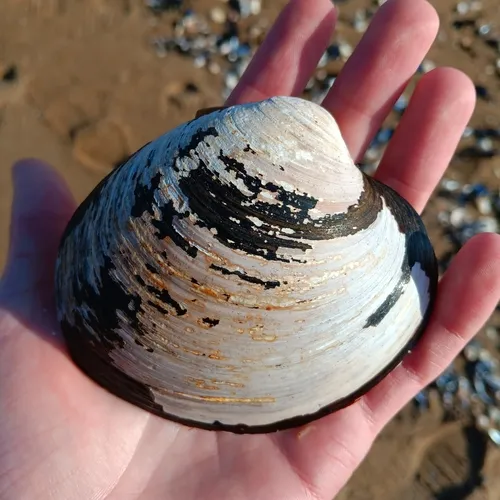 Ocean Quahog