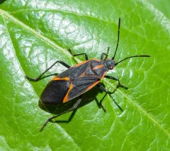 Eastern Boxelder Bug thumbnail 3