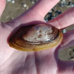 Alewife Floater thumbnail 1