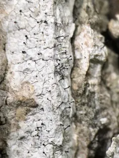 King Pin thumbnail 2