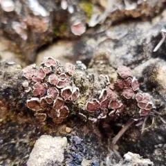 Russell's Fishscale Lichen thumbnail 2