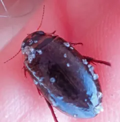 Rhantus wallisi thumbnail 3