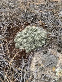 Missouri Foxtail Cactus thumbnail 3