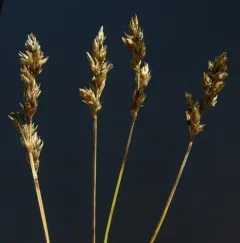 field sedge thumbnail 3