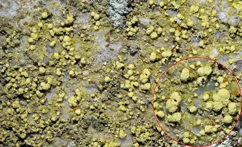 Appalachian Dotted Lichen
