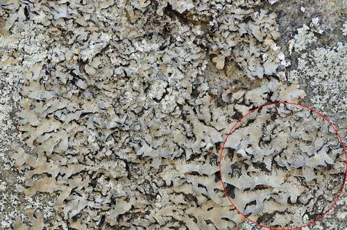 Appalachian Shield Lichen