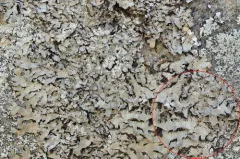 Appalachian Shield Lichen thumbnail 1