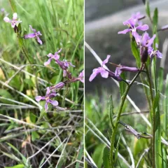 crossflower thumbnail 2