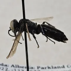 Tachysphex aethiops thumbnail 1