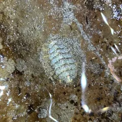 Woody Chiton thumbnail 3