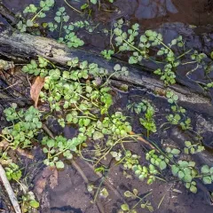 Java water-dropwort thumbnail 3