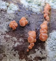 Ditangium cerasi thumbnail 3