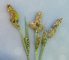 Raynold's sedge thumbnail 3