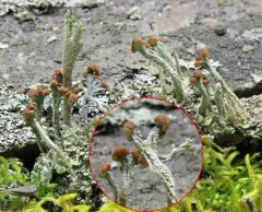 turban cup lichen thumbnail 3