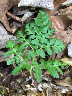 St. Lawrence grapefern thumbnail 4