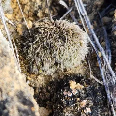 Grey-cushioned Grimmia thumbnail 1