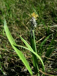 Holm's Rocky Mountain sedge thumbnail 3