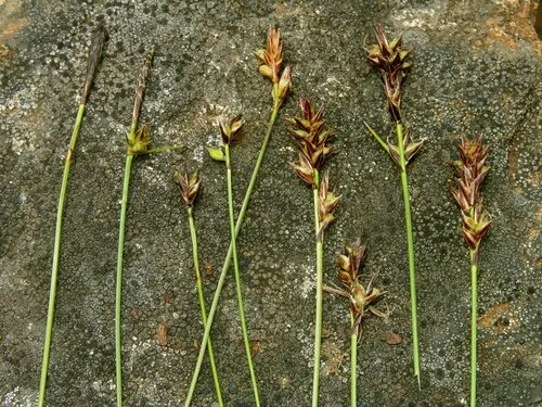 serpentine sedge