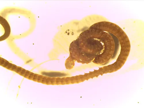 Hermundura fauveli