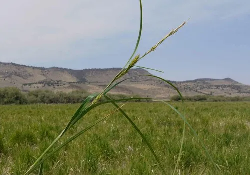 Sheldon's sedge