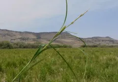 Sheldon's sedge thumbnail 1