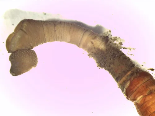 Praxillella pacifica