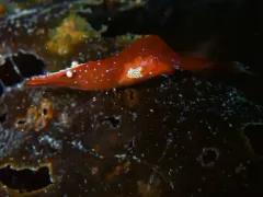 Heptacarpus franciscanus thumbnail 3