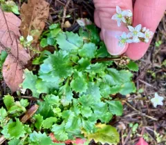 Howell's Saxifrage thumbnail 3
