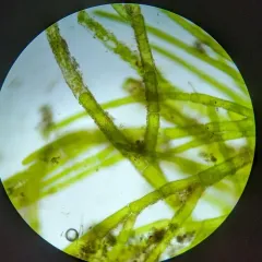 Cladophora glomerata thumbnail 4