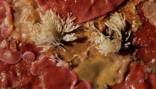Hincksina velata