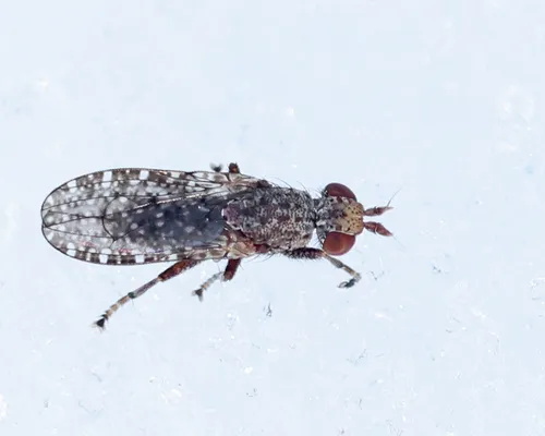 Dictya atlantica