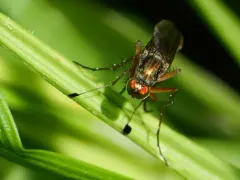 Dolichopus lobatus thumbnail 2