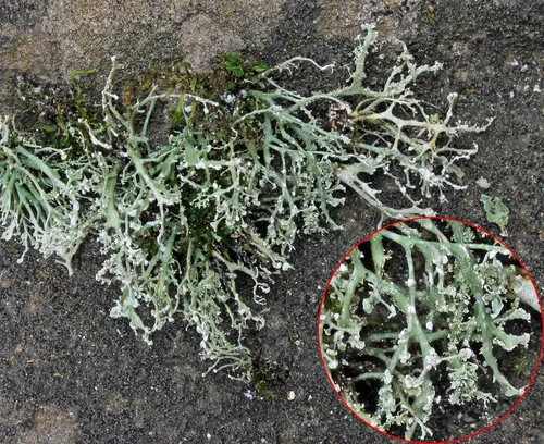 Ramalina petrina